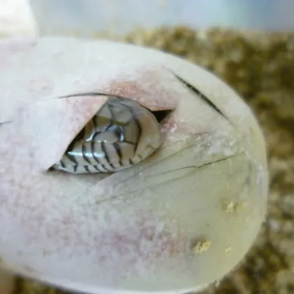 V brněnské zoologické zahradě to syčí radostí