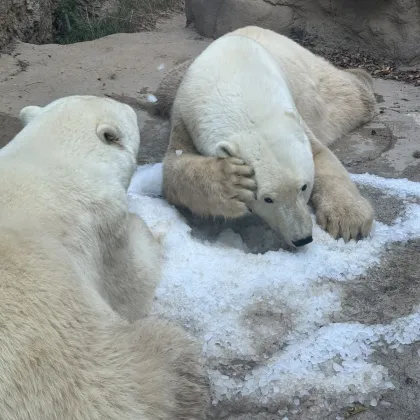 Ledové mámení v brněnské zoo