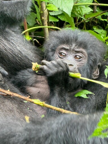 Expedice Go za gorilou upozorňuje na kritické ohrožení goril horských a chudobu ve Rwandě a Ugandě