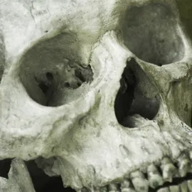 Místo psa našel lebku